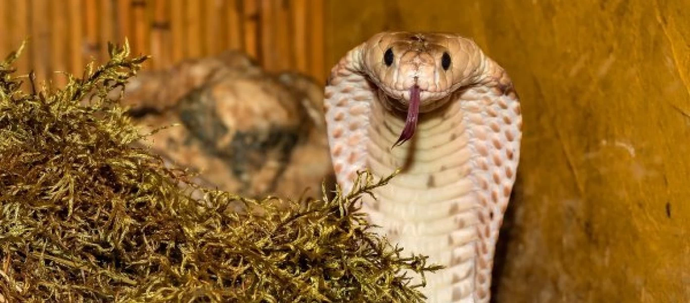 Σε κρίσιμη κατάσταση ο 30χρονος που δαγκώθηκε από κόμπρα στου Ζωγράφου: Εμφάνισε πρόβλημα στον πνεύμονα